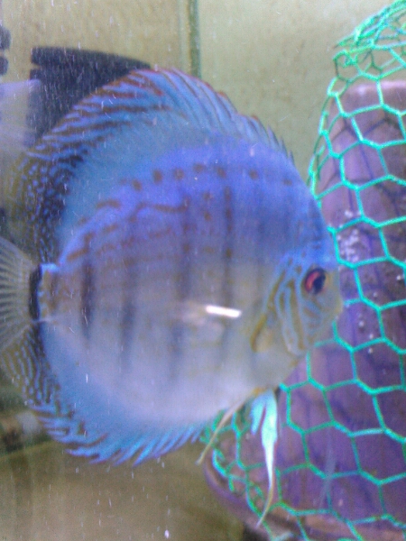 ブルーベリープロト×ロイヤルモルフォ　5～6cm 5匹