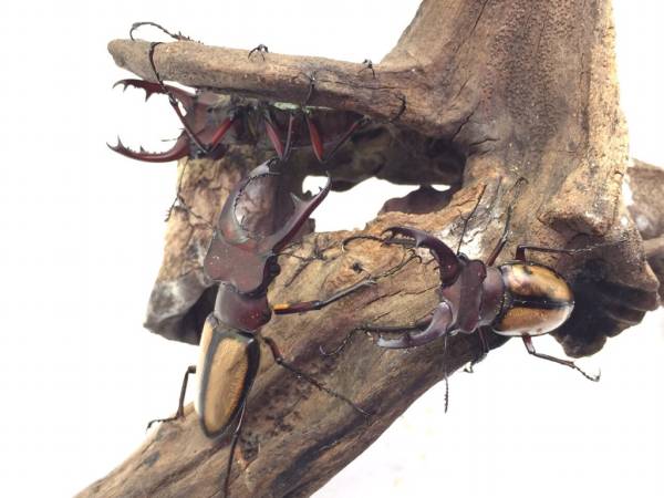 ≪≪　WILD！　ラエトゥスミヤマ　♀単品　3　≫≫