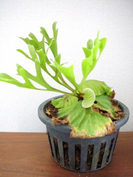 ビカクシダ（コウモリラン） リドレー 2 観葉植物 花、園芸 【公式通販】