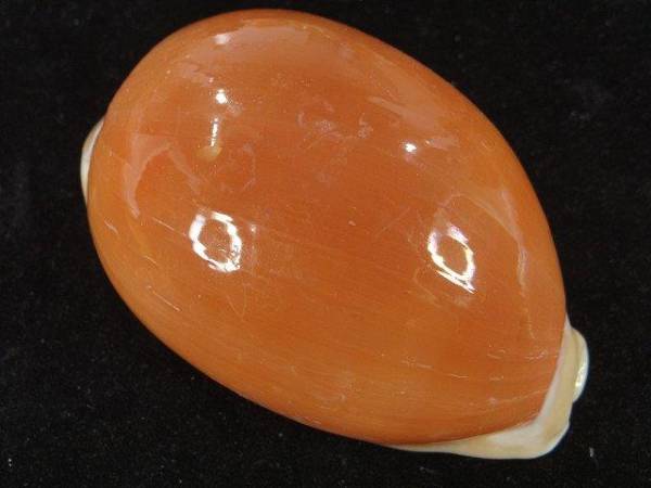 ナンヨウダカラ - 標本 Golden Cowry 82mm 自然・標本 メルカリ
