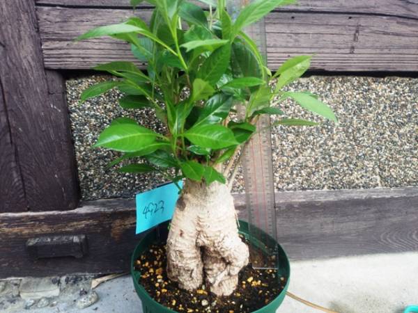 10年ものバオバブの木！盆栽に最適！バオバブＮｏ32