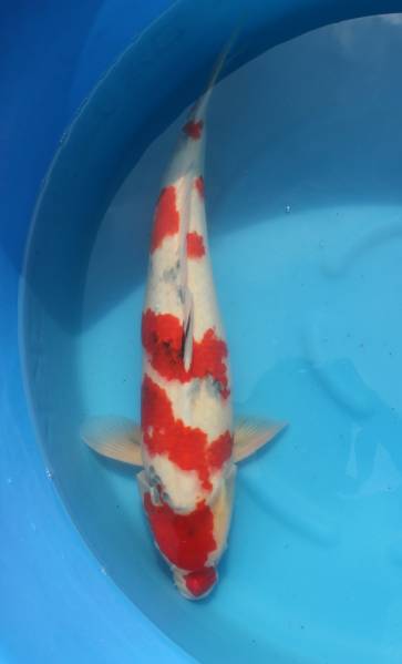 昭和三色★１円スタート