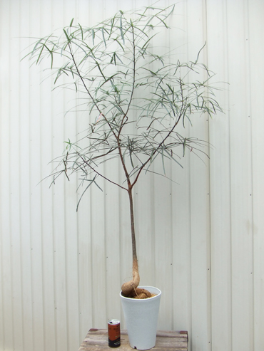 ブラキキトン ルペストリス 150cm ボトル状に肥大する幹 観葉植物 売買されたオークション情報 Yahooの商品情報をアーカイブ公開 オークファン Aucfan Com