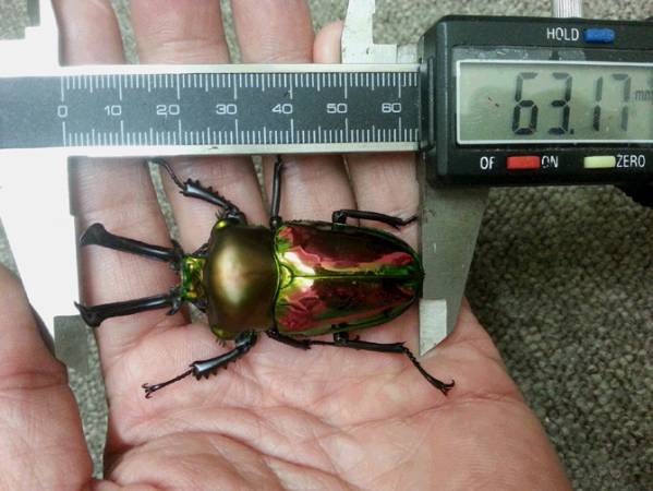 ☆大型！ニジイロクワガタ ♂63mm♀41mm♀41mm 3頭セット☆