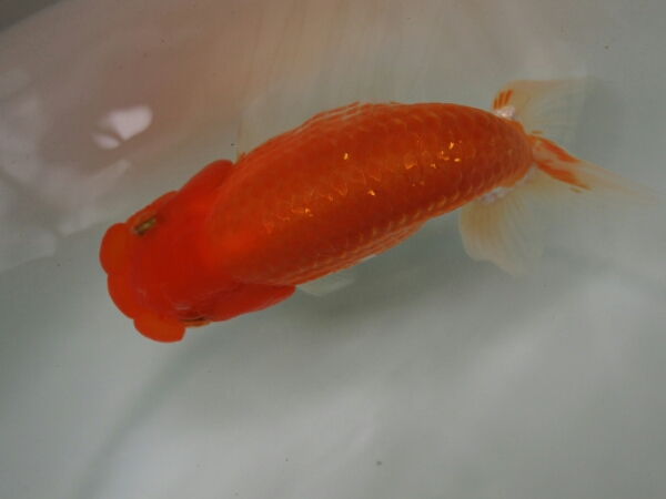 優良系統】種、研究会用らんちゅう10～11センチ2匹(動画あり)