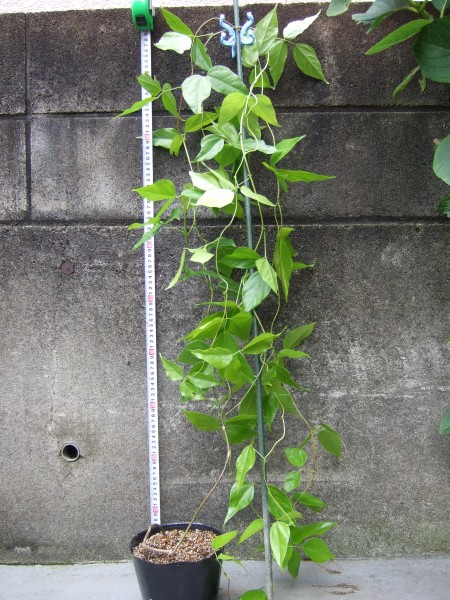 苗 Strongylodon siderospermum ヒスイカズラの仲間