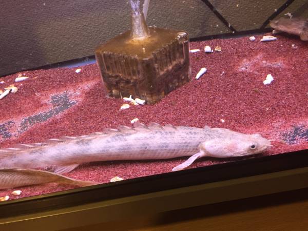 ポリプテルスラプラディ、オルナティ、アンソルギー 淡水魚】【通販】ハイブリット ポリプテルス アンプラディ