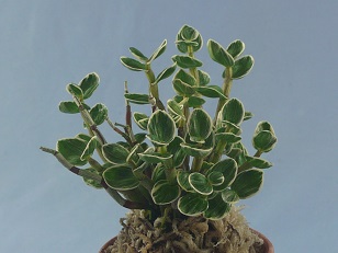 長生蘭・セッコク「京丸牡丹大株」