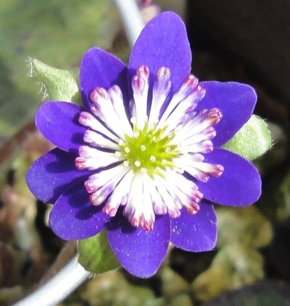 【雪割草】　紫水