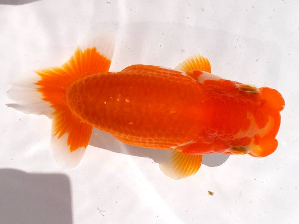 浜松　鈴木　和男氏作仔　当歳　11ｃｍ　雄　Z7