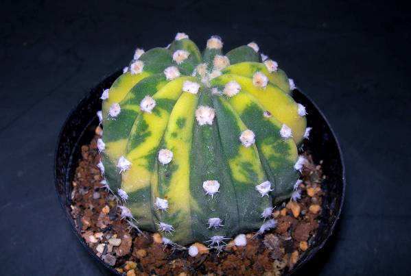 ★サボテン　エキノプシス属大豪丸錦正木苗★