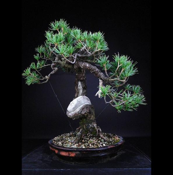 【盆栽 樂屋】◆赤石五葉山木樹齢50年中品盆栽◆