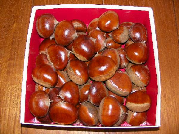 生産出品生栗 超巨大４L無燻蒸低温熟成 有機栽培1.8ｋ名産直送