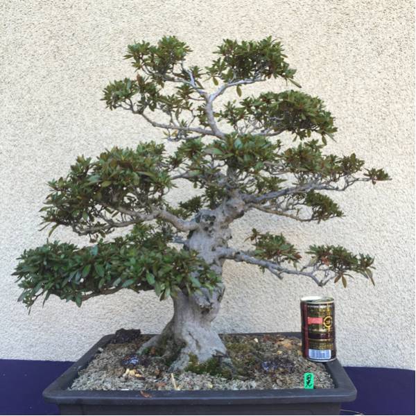 「頑固親父の品」さつき盆栽 日光