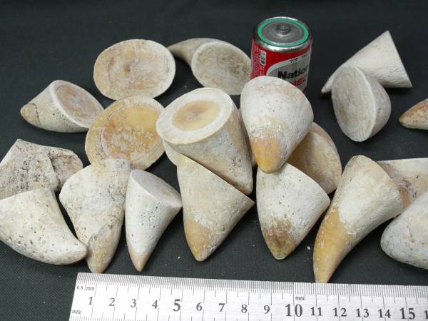 鯨歯 マッコウ鯨 1㎏ 根付 標本 鯨の歯 検≪ 象牙 ウニコール 1本で