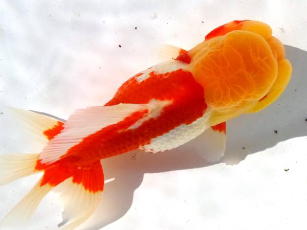 弥富産【　オランダ獅子頭 短尾　当歳　】１４㎝・雄●⑤　動画