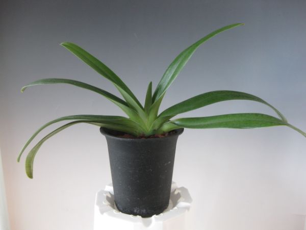 小物 ^_^ 洋蘭 1680 Paph. Alexej ご覧いただきありがとうございます 【公式通販】