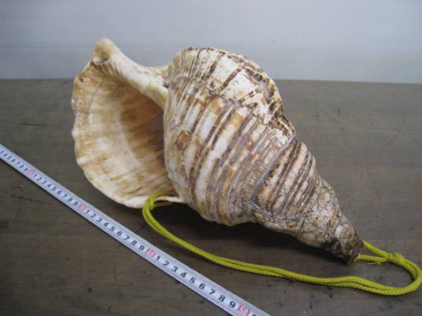 ○2 法螺貝 ホラ貝 貝標本 法器 法具 密教 魔除け /082 ***こ案内は