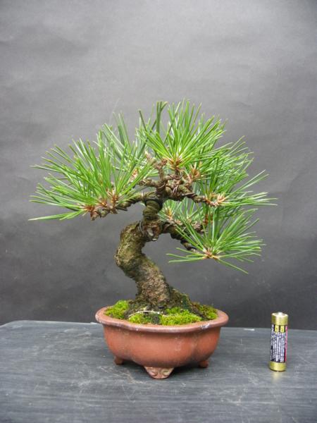 【盆栽のチカラ】小品盆栽　黒松　良い幹模様　このサイズで迫力