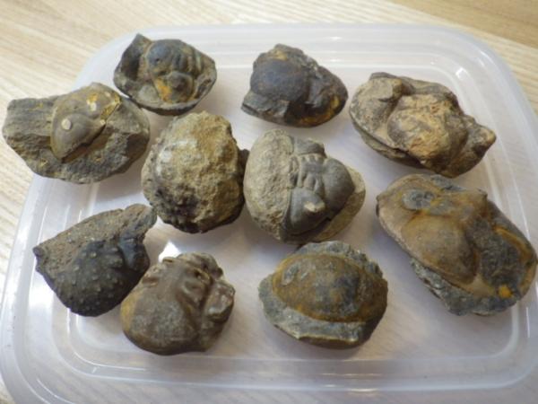 巣穴1円ボリビア三葉虫頭部化石10種セット4411 三葉虫 巣穴1円ボリビア三葉虫頭部化石10種セット4411 三葉虫