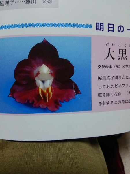 ◎ エビネ蘭 大黒宝 バック木（えびね・春蘭・山野草）