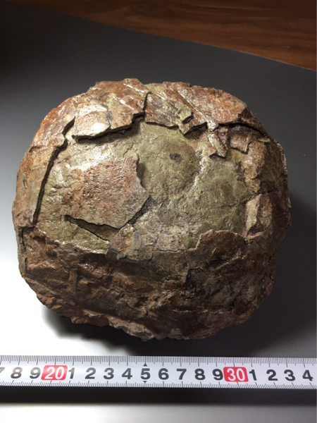 化石 恐竜 卵 標本 鉱物 本物 ハドロサウルス 恐竜の卵化石大形現品
