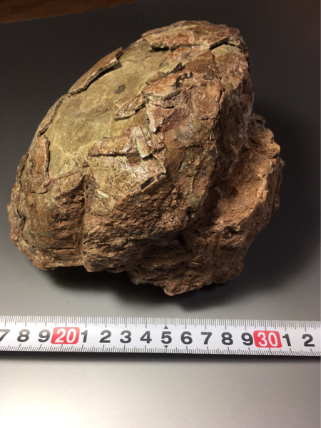 化石 恐竜 卵 標本 鉱物 本物 ハドロサウルス 恐竜の卵化石大形現品