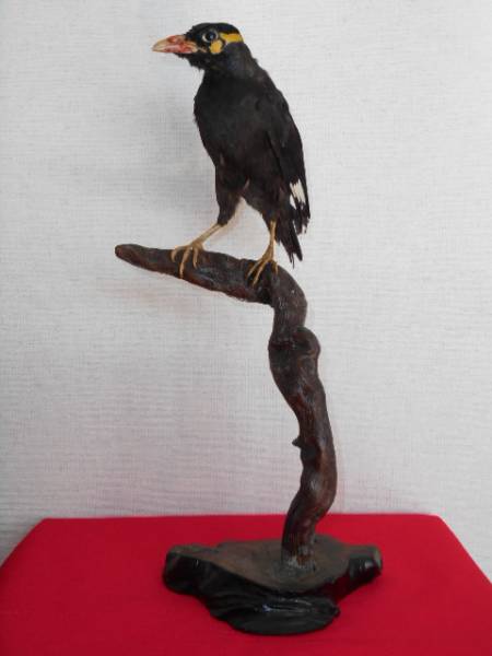 九官鳥 剥製 標本 (科学、自然)｜売買されたオークション情報、Yahoo