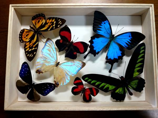 蝶標本セット　オオルリアゲハ　スルコウスキーモルフォ他