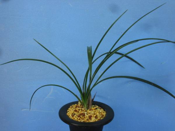 春蘭、寒蘭、富貴蘭、日本春蘭緑苔受舌準素心　浜千鳥　花芽付