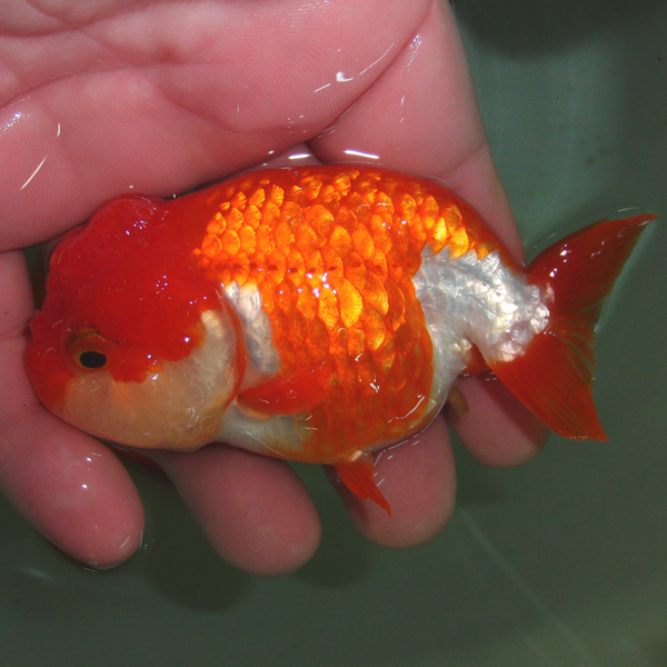 美麗【蒼い錦魚】更紗らんちゅう明け3歳03雌:10.5cm±