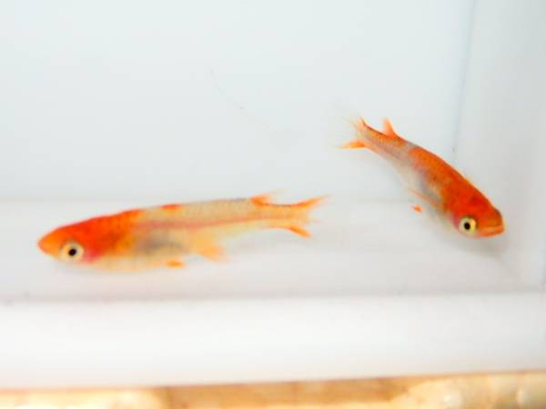 □彩めだか□極上月神×月弓1ペア 庄屋のメダカ）極上 （庄屋のメダカ）極上 紅白、雪椿　1ペア (2)