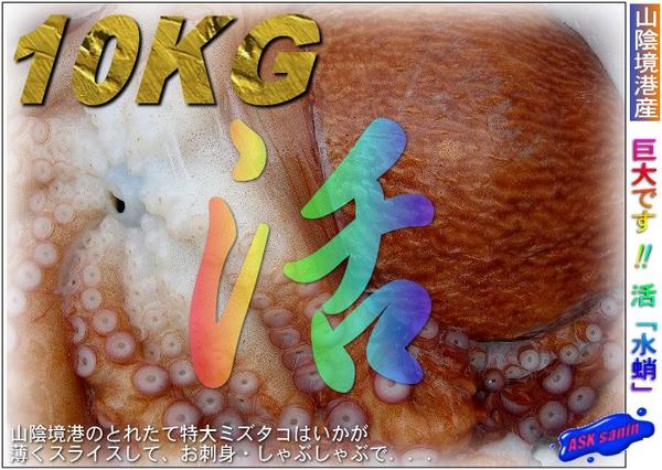 巨大!! やはり活「水タコ10kg位」(不定貫)お刺身用 50人前