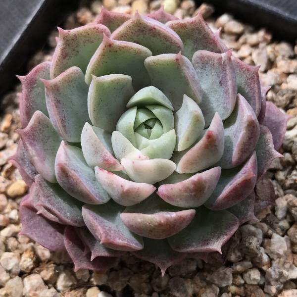 ChoenJi _ A37 多肉 エケベリア Echeveria HeeyaTips 錦 - 6cm鉢