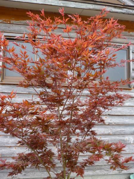 ☆モミジ 紅羽衣☆ H1.8m 秋の紅葉、見ごたえ抜群 苗木 : カエデ