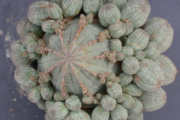 14 サボテン　多肉植物　仔吹きオベサ大球