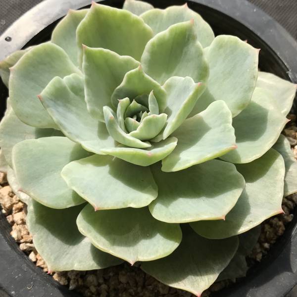 ChoenJi _ C510 多肉 エケベリア Echeveria Silver Queen錦 - 12cm鉢