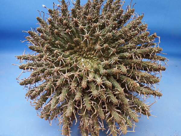 サボテン 多肉植物 122 Euphorbia fusca 巨大株 ユーホルビア フスカ