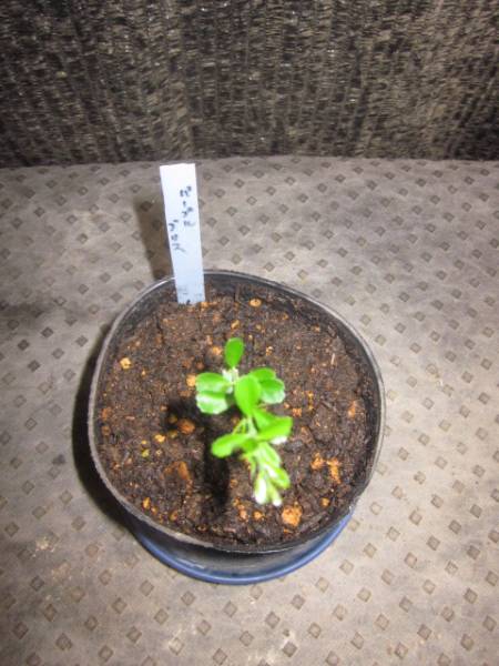 フィンガーライム接木苗　　Purple Bliss パープルブリス　 小苗