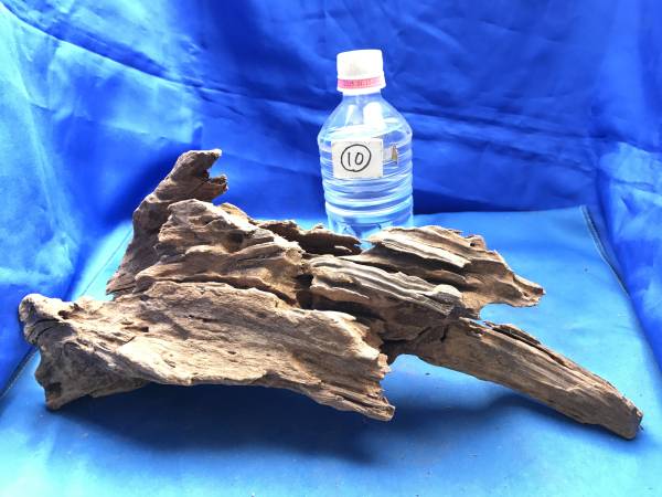 ★流木　マングローブ　１０　長さ34cm★