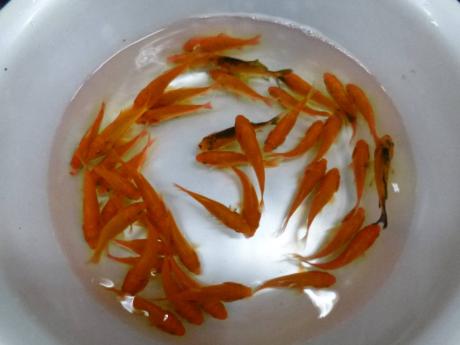 送料無料★小姉金魚(別下)５－６ｃｍ　３００匹セット