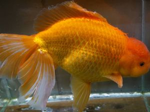 金魚のYahoo!オークション(旧ヤフオク!)の相場・価格を見る｜Yahoo