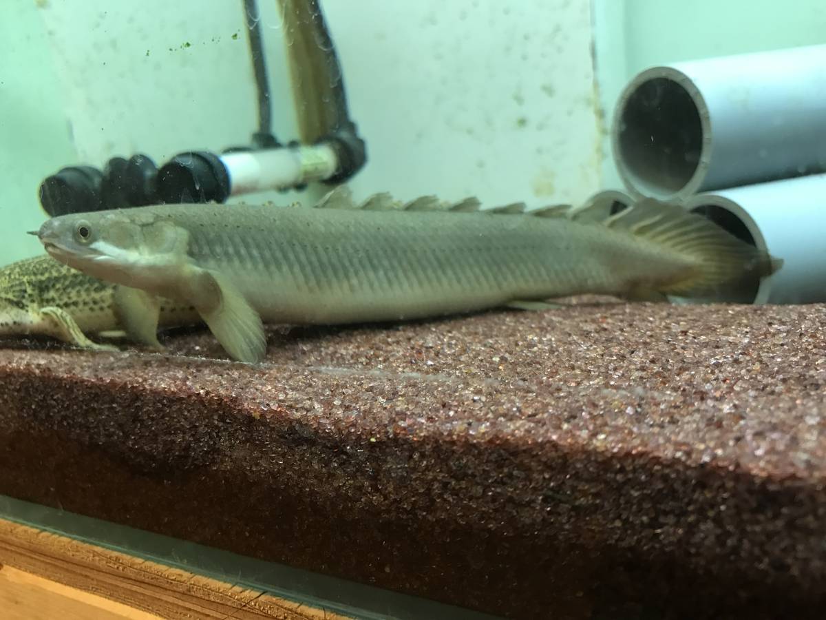 セネガルス アルビノポリプテルス トゥルカナ湖産 アクアハーミット 