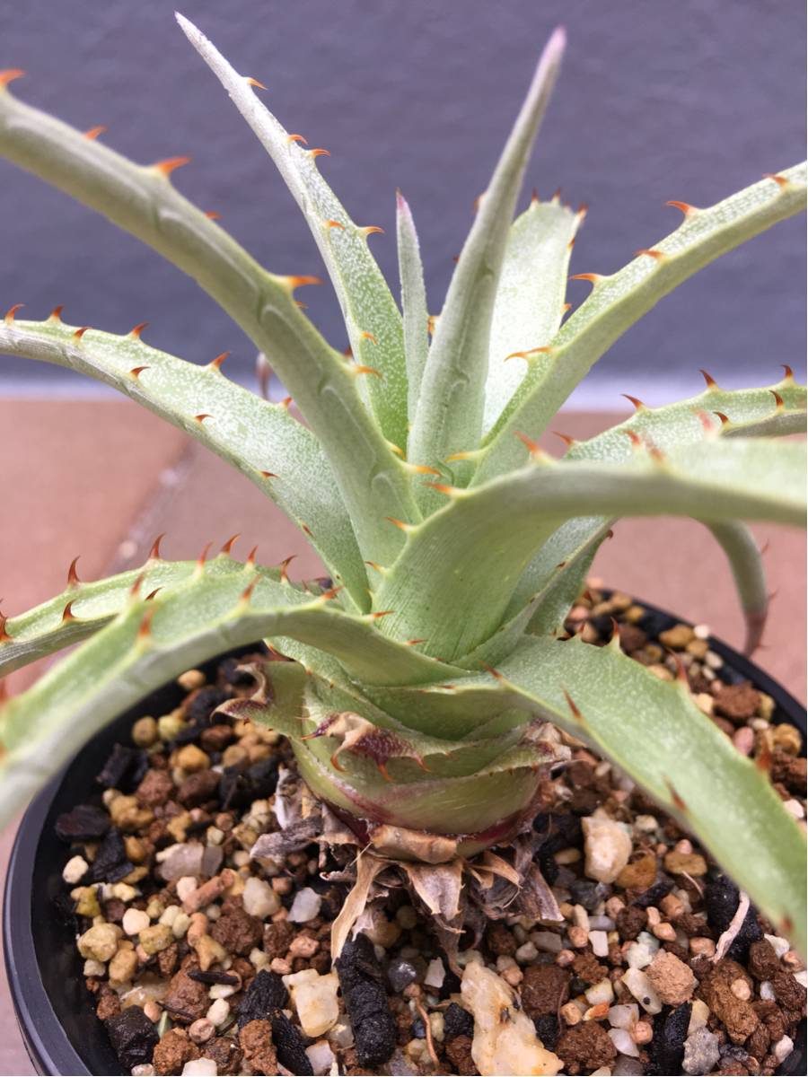 プヤ・ベヌスタ puya venusta ⑦ / ブロメリア ユッカ ソテツ アガベ  