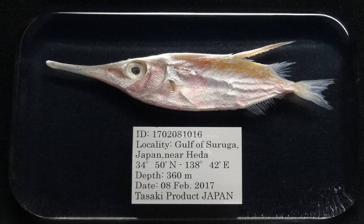 深海生物学術標本　ＩＤ：１７０２０８１０１６