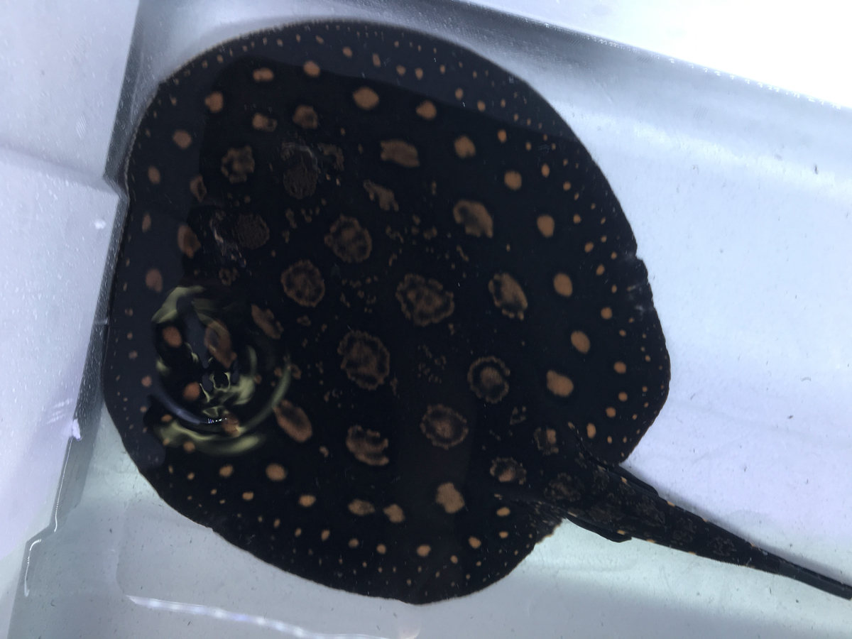 淡水エイ ☆ダイヤモンドポルカ 自家繁殖個体メス-1 ダイヤモンド 