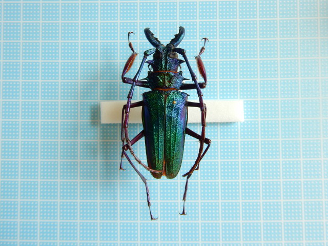 150mmupオオキバウスバカミキリ標本 Macrodontia cervicornis 150mmupオオキバウスバカミキリ標本 Macrodontia cervicornis