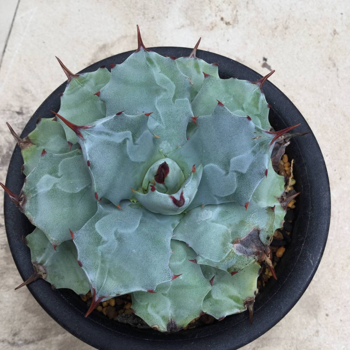 10/4 アガベ イシスメンシス 不明種 10.5-12cm鉢