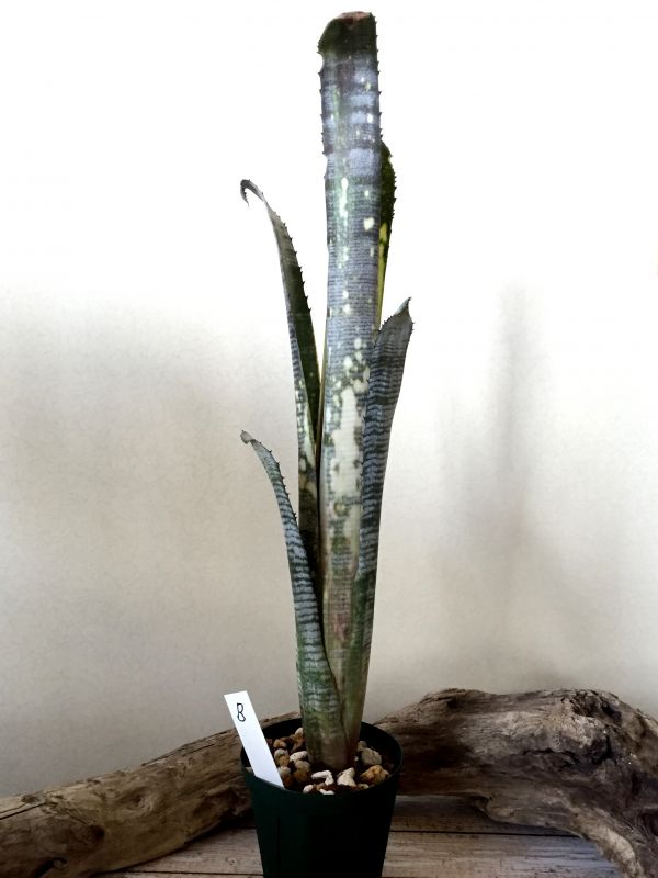 Frontier Plants】【現品】【B】ビルベルギア・パイプライン
