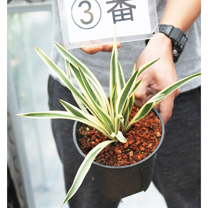 国内実生株 現品 ユッカ・フィリフェラ(Yucca 国内実生株 国内実生株 現品 ユッカ・フィリフェラ(Yucca 国内実生株